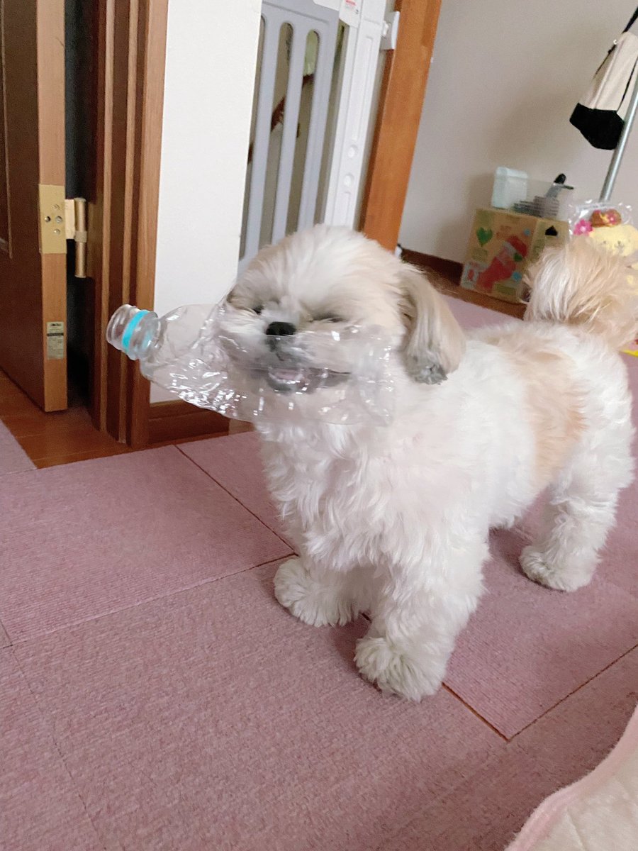 シーズー🍑ももちゃ🍑 tweet media