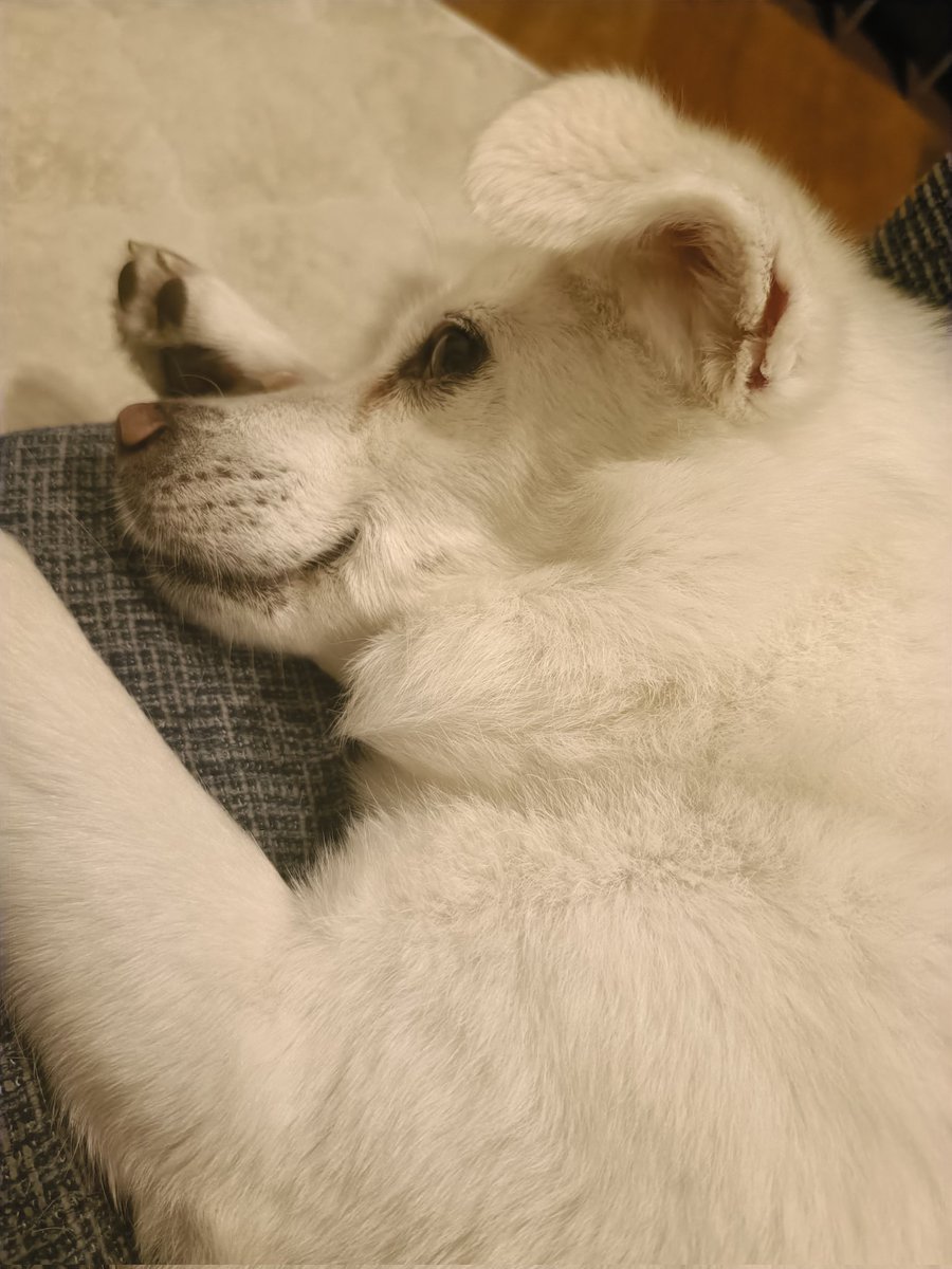 inu_chan_com's tweet photo. 犬ワロてる https://t.co/CtvfMIEIib