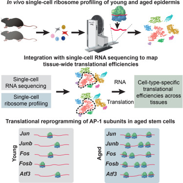 MolecularCell's tweet photo. Online Now: In vivo single-cell ribosome profiling reveals cell-type-specific translational programs during aging https://t.co/QsyBPut9Ii https://t.co/aMqzaSqoH9