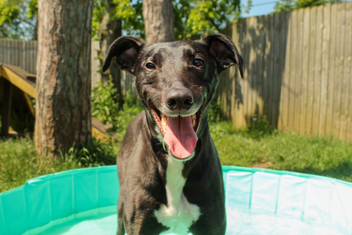 DogsTrust Darlington tweet media