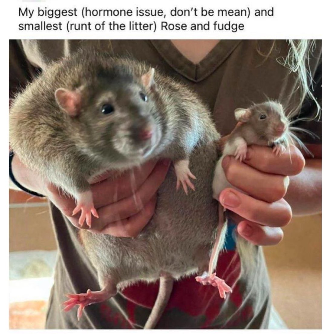 Rat 🎀 tweet media