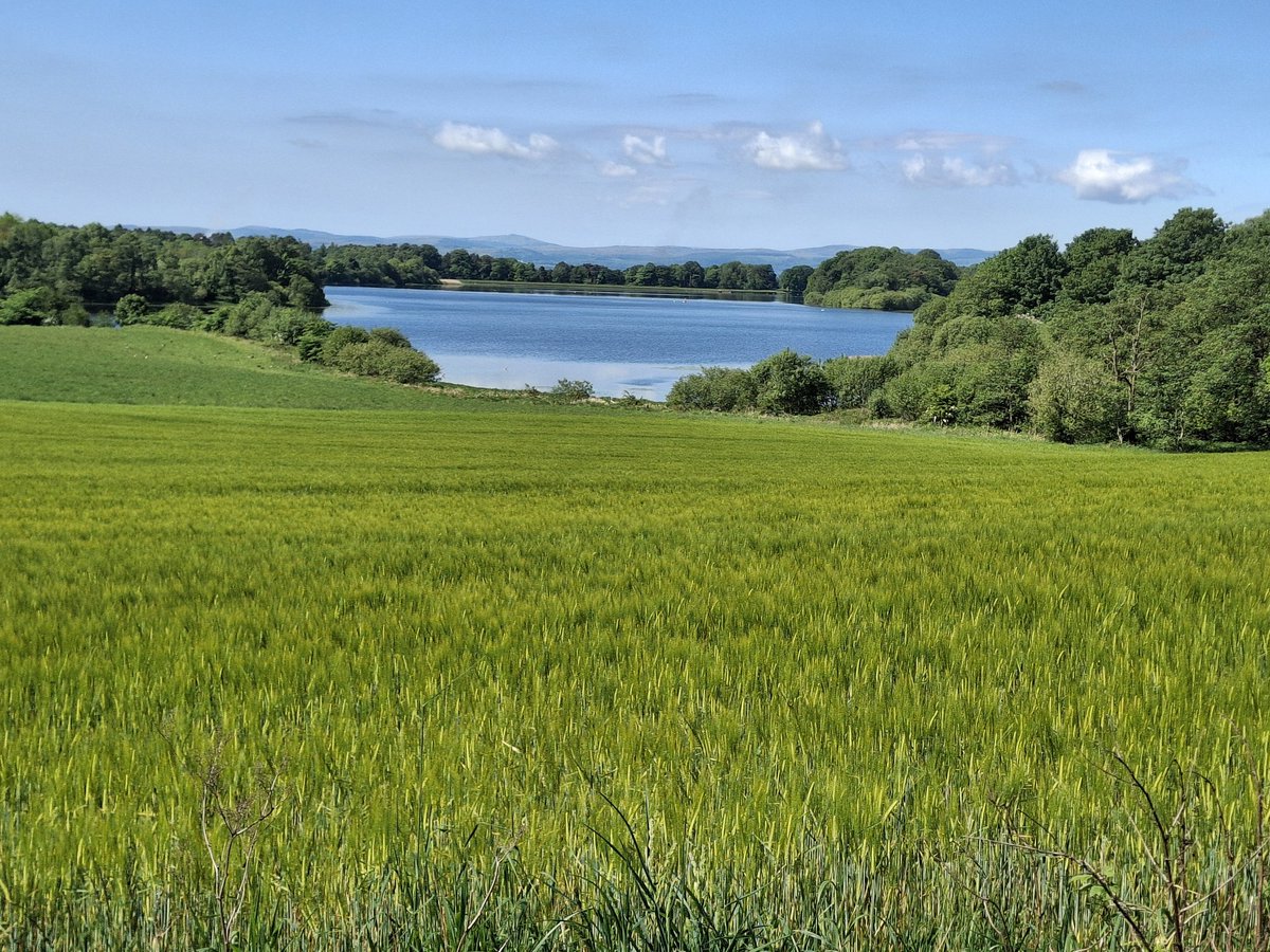 MossSwan's tweet photo. Today at Gartmorn Dam
 🏞 🌳 🌲 🌿 🌸 🐦 🦢
@BBremnersb58293 https://t.co/3itOxMU9gq