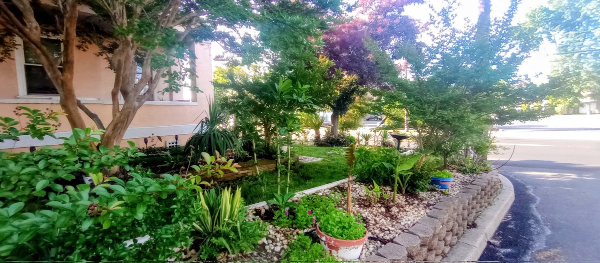 🌴The Gardener🌴 tweet media