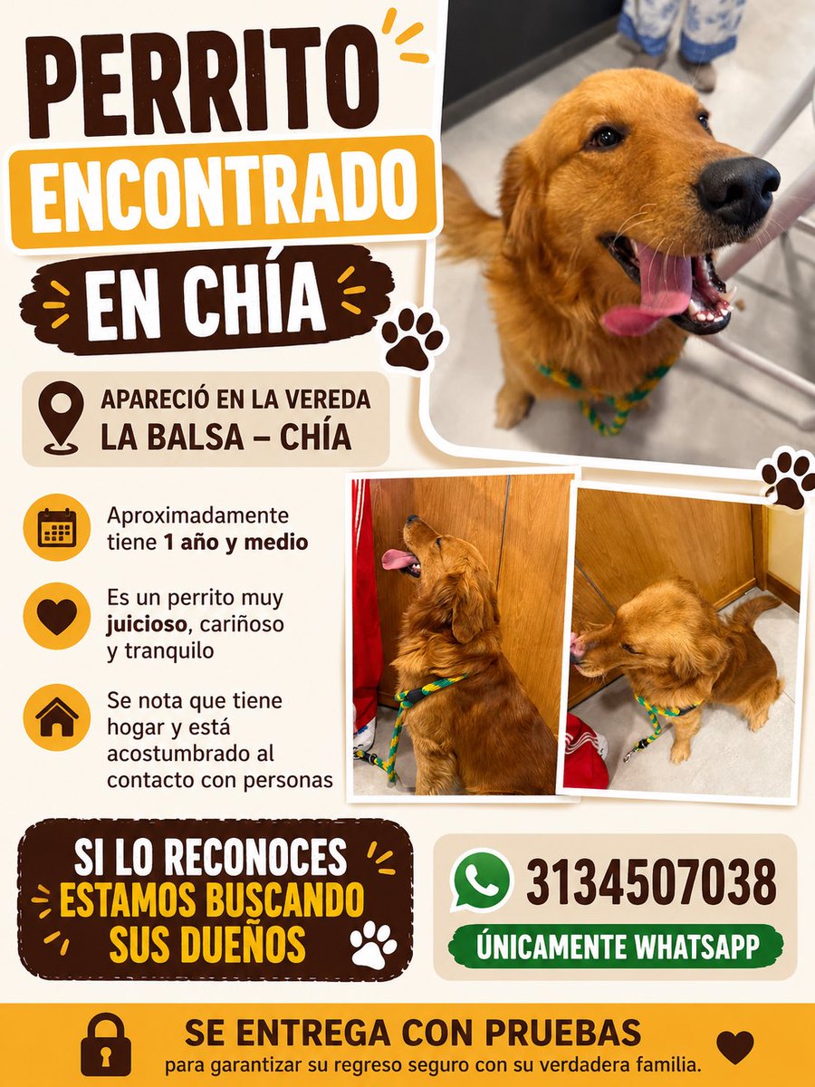 Manugarc05's tweet photo. ME AYUDAN ENCONTRANDO SU DUEÑO?
Hace dos noches llegó a la vereda este golden hermoso, se ve bien cuidado y debe tener familia. 
🆘 https://t.co/g3ZgqiHMWB