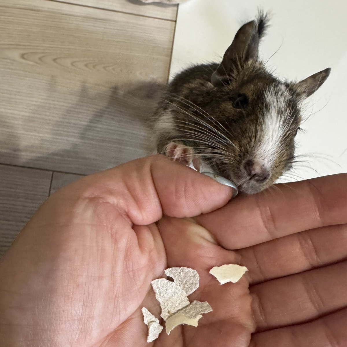 🐹うり♡にに🐭 tweet media