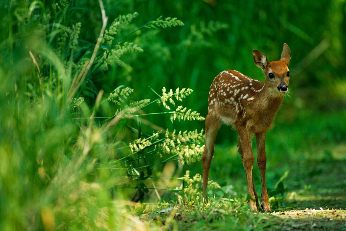 juniper fawn🐈⬛🦌 tweet media