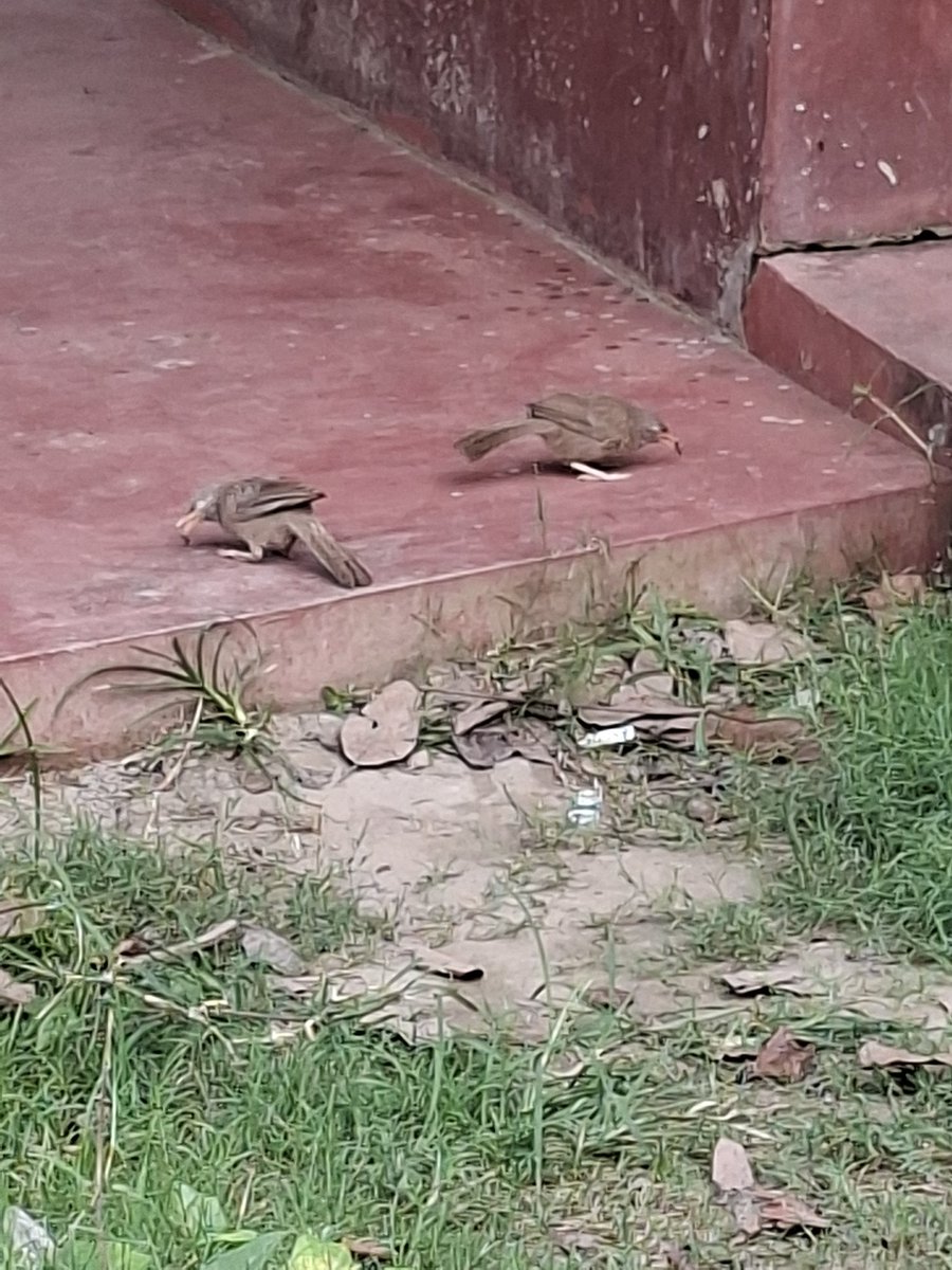 bhramar_ray's tweet photo. #সাতভাই
#ছাতারে
#CommonBabbler
#Birds
#Twosday https://t.co/9AI0MqVtpw