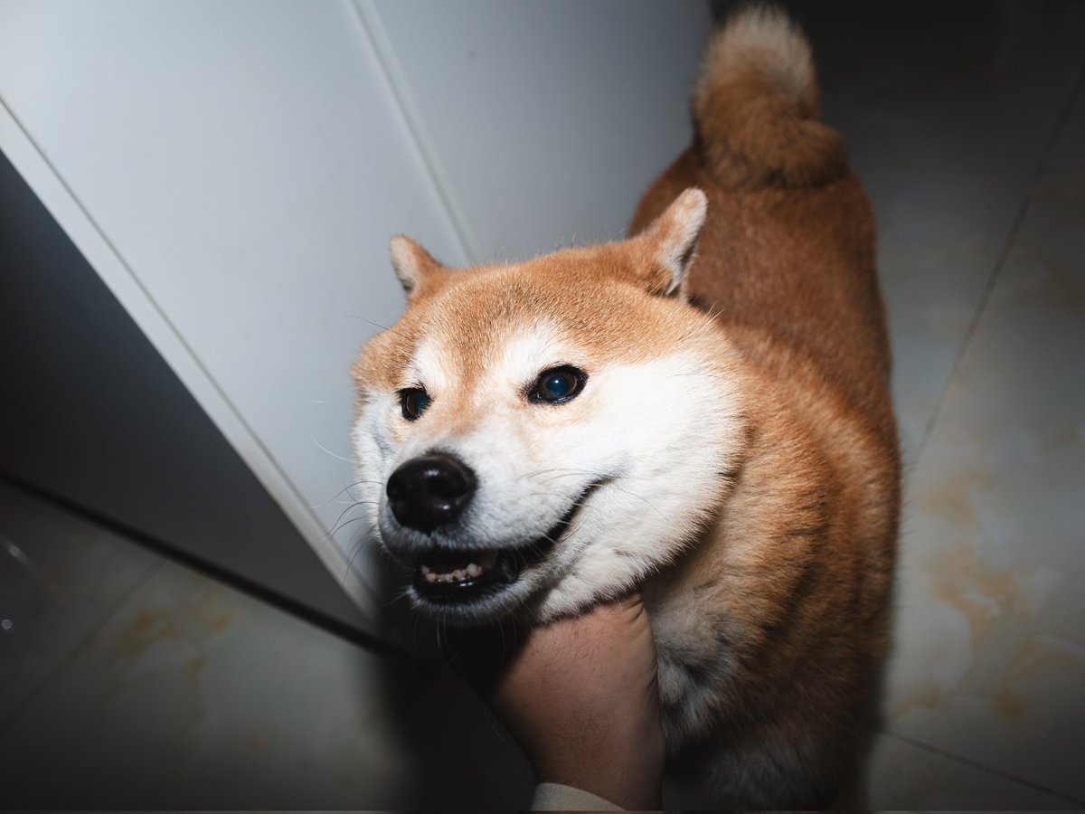 ShaoDeeeeee's tweet photo. 视觉编年史｜0070
#cat #dog https://t.co/ATEq4x7Xcb