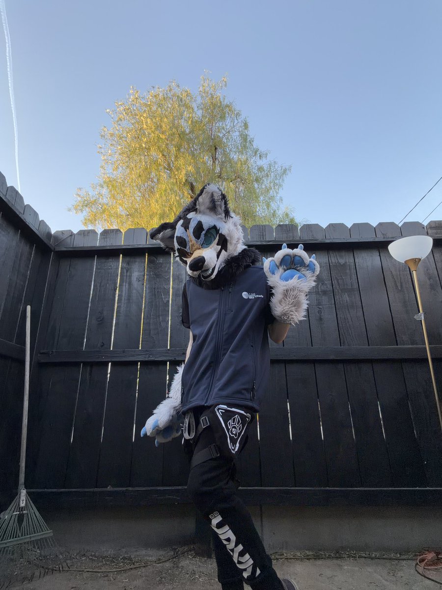 SwiftTheFur🔜Megaplex tweet media