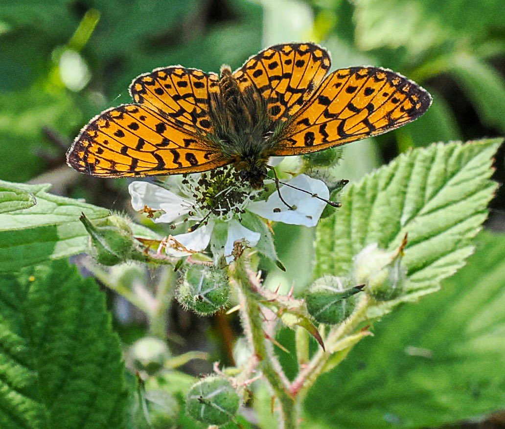 AndrewPBF's tweet photo. Bunny’s Hill, Cardinham, this morning: a whopping 217 Small Pearl-bordered Fritillaries in just 45 minutes, in blazing temperatures. Absolutely incredible. https://t.co/2zmXATsAVS