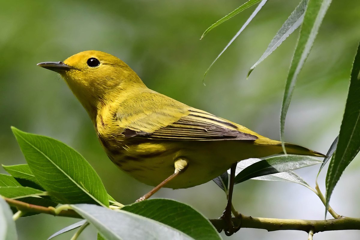 DavGreenberg's tweet photo. The sun finally came out the afternoon of 5/25 and was reflected in the eye of a Northern Yellow Warbler at the Pool. #birdcpp https://t.co/iI07Z70xEc