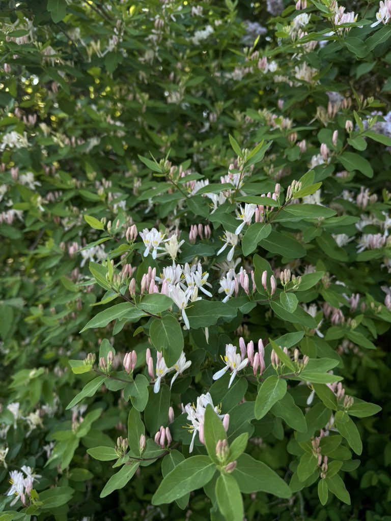 CosmicCowb0y's tweet photo. Tartarian Honeysuckle https://t.co/9Mnclc06gP