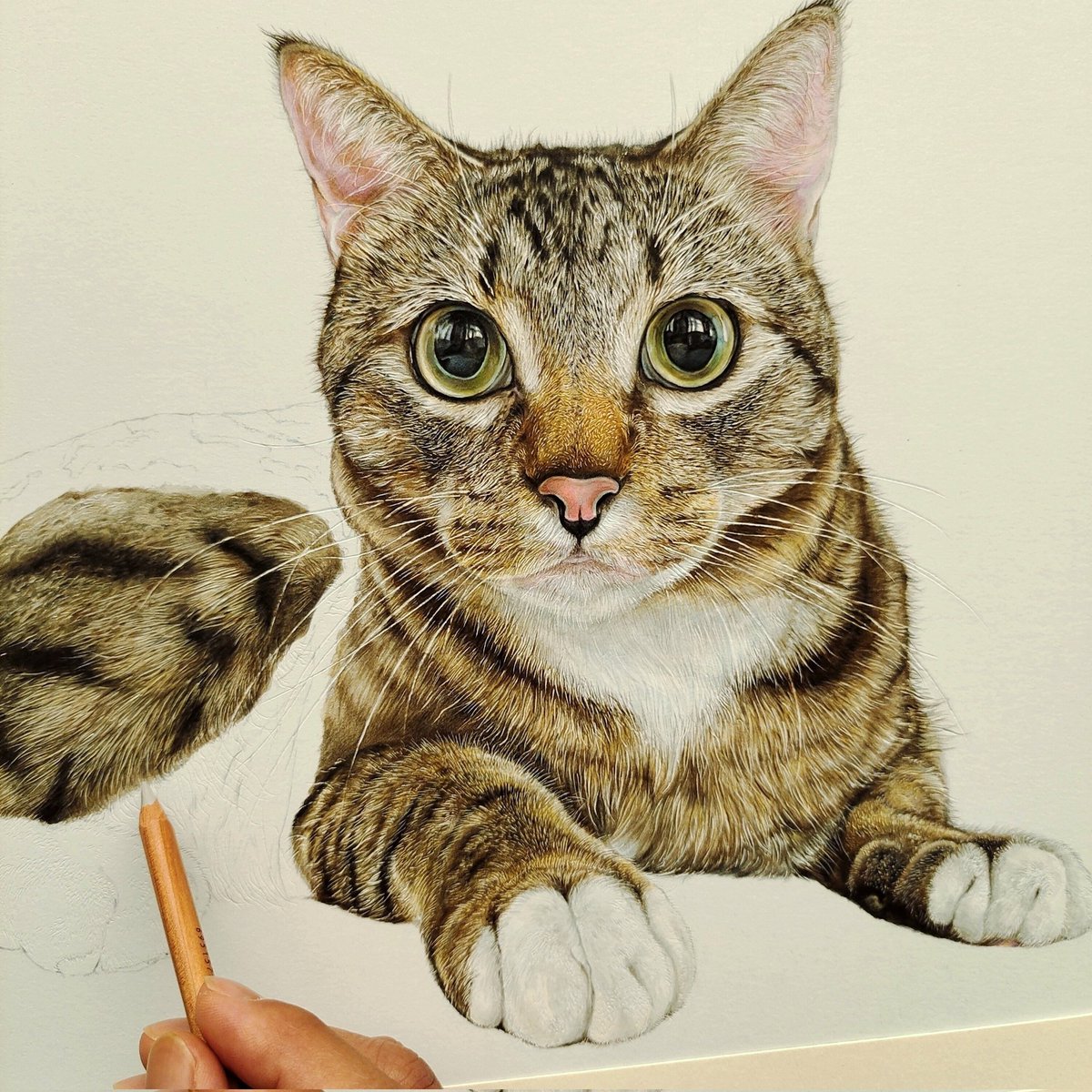 AO🐱色鉛筆 tweet media