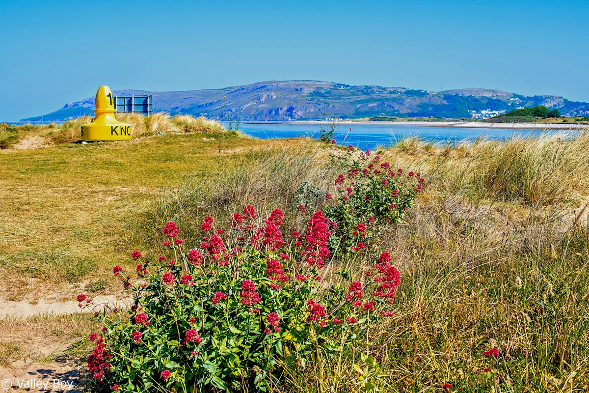 BJRoberts's tweet photo. A Conwy Morfa sand dune view across the estuary, to Llandudno's West Shore and Great Orme. @Ruth_ITV @ItsYourWales @visitwales @NWalesSocial @northwaleslive @OurWelshLife @northwalescom @AllThingsCymru #Conwy #Morfa #SeaThrift #Estuary #Llandudno #WestShore #GreatOrme #May #Wales https://t.co/BrxskL52wL