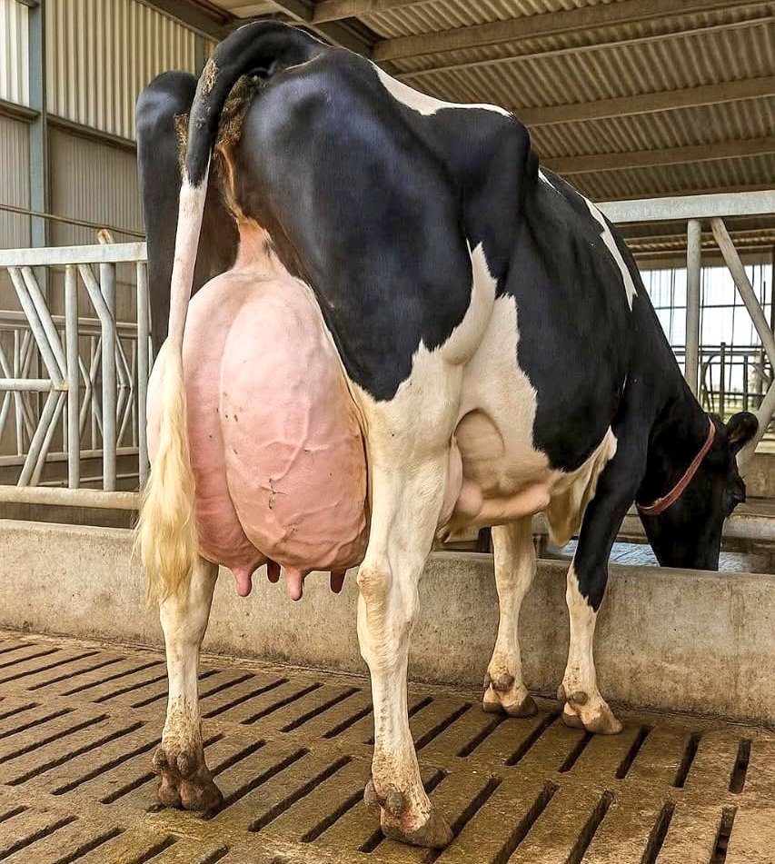 AimePatrickIra1's tweet photo. FROM WASTE TO WEALTHY: THE CASE FOR BIOGAS and INTEGRATED CATTLE FARMING 

These three images together paint a compelling picture of sustainable, integrated cattle farming from what the cow produces, to what it deposits, to how that waste can be transformed into energy and fertilizer.

Image 1: The High-Producing Dairy Cow
The third image shows a Holstein Friesian dairy cow with a remarkably large, full udder a testament to exceptional milk production genetics. This breed is the world's leading dairy cow, capable of producing 25–40 litres of milk daily under good management. However, a high-producing cow also generates enormous amounts of manure an average dairy cow produces 30–50 kg of dung per day. The question is: what do you do with all that waste?

Image 3: Fresh Cattle Manure A Resource, Not a Problem
Image two shows fresh cattle dung on the ground what most farmers treat as a nuisance or a basic compost ingredient. While manure is indeed valuable as organic fertilizer, simply leaving it exposed causes nutrient loss through volatilization, greenhouse gas emissions, fly breeding, and disease risk. There is a far better and more profitable way to handle it.

Image 2: The Biogas Solution Why It Should Be Adopted
The first image illustrates the anaerobic digestion process converting animal waste into biogas. Here is how it works and why every cattle farmer should consider it:

Animal dung is mixed with water to form slurry, which is fed into the slurry inlet of an underground digester. Inside the sealed digester, anaerobic bacteria break down the organic matter over days, producing biogas a mixture primarily of methane and carbon dioxide. This gas rises and is piped through a gas outlet directly to a cooking stove, generator, or lighting system. The remaining byproduct digestate exits through the slurry outlet as a nutrient-rich, pathogen-reduced organic fertilizer far superior to raw manure.

WHY BIOGAS IS MORE ADAPTABLE THAN ALTERNATIVES 
Compared to simply stockpiling manure or burning it as fuel, biogas offers multiple simultaneous benefits. It provides free, clean cooking energy, cutting household fuel costs significantly. It reduces greenhouse gas emissions by capturing methane rather than releasing it into the atmosphere. The digestate it produces is a better fertilizer than raw dung more stable, less odorous, and richer in available nutrients for crops.

Unlike solar panels or wind energy, a biogas system runs on waste already being generated daily by your own animals making it uniquely self-sustaining. For any farmer already keeping cattle, goats, or pigs, a biogas digester is arguably the highest-return, lowest-input energy investment available, turning an unavoidable waste stream into fuel, fertilizer, and profit simultaneously.