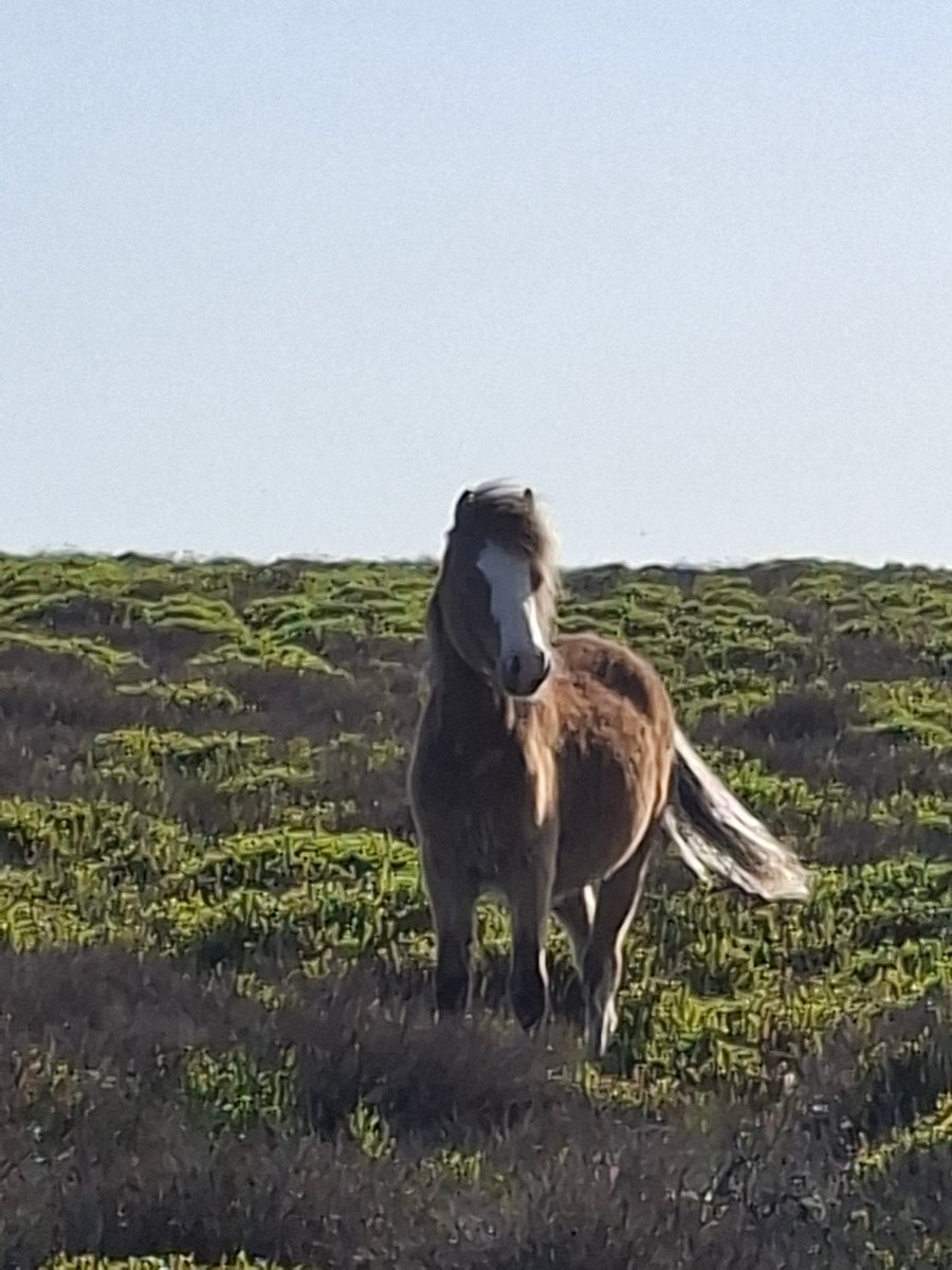 kpscapturethem1's tweet photo. #LongMynd #CardingMillValley @nationaltrust  25.05.26 https://t.co/kZcVadXGlg