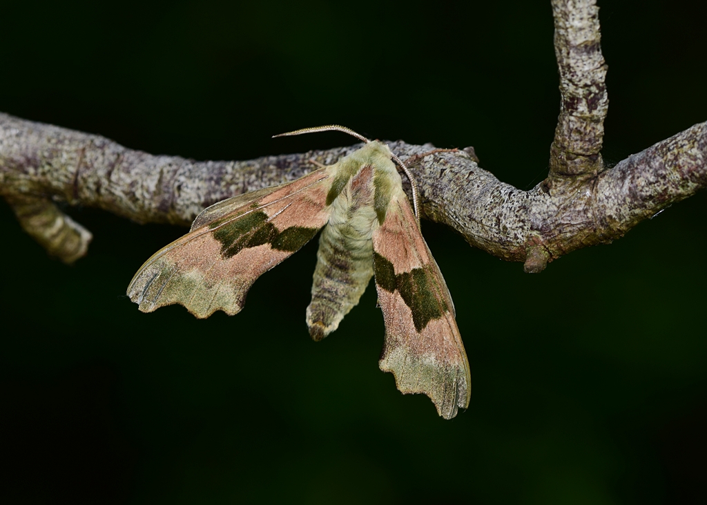 NeilFreeman14's tweet photo. Lime-hawk Moth to my Solihull garden trap last night. https://t.co/Y45u6zd6fy