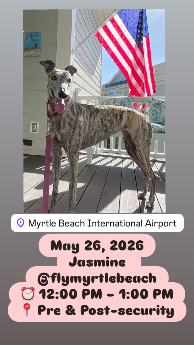 Airport Therapy Dogs tweet media