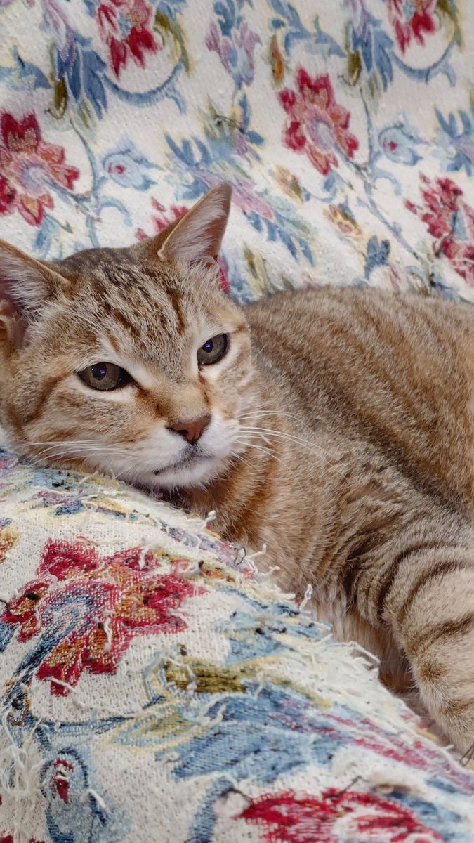 K1kusui's tweet photo. テレビを観てる実家猫
かわいい https://t.co/rzaPfGVnVu