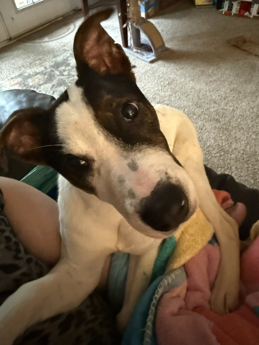 friendlychick_'s tweet photo. Willow has her own Instagram!

https://t.co/21z6OuqCjq https://t.co/KYqf7neuSq
