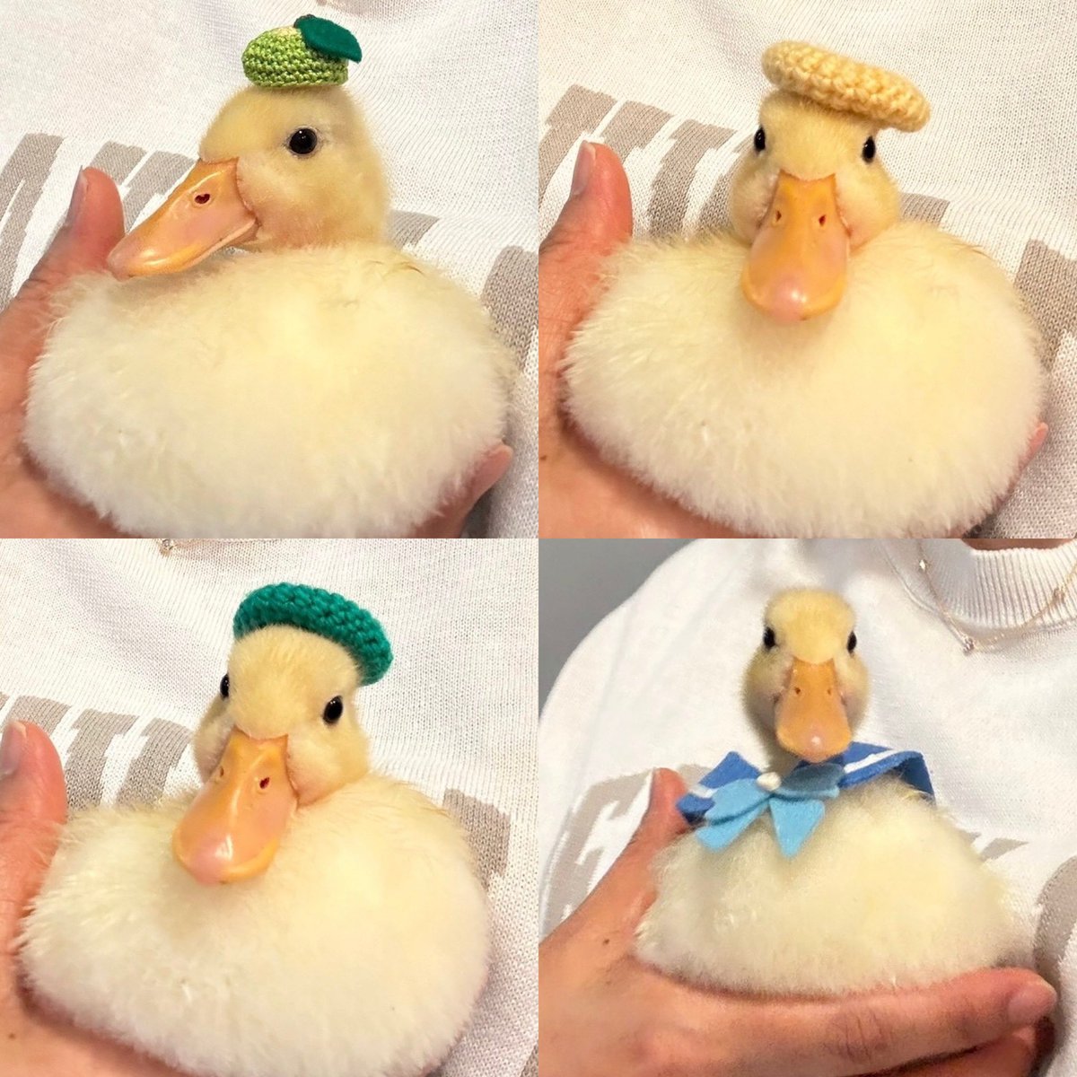 喫茶コトリ tweet media