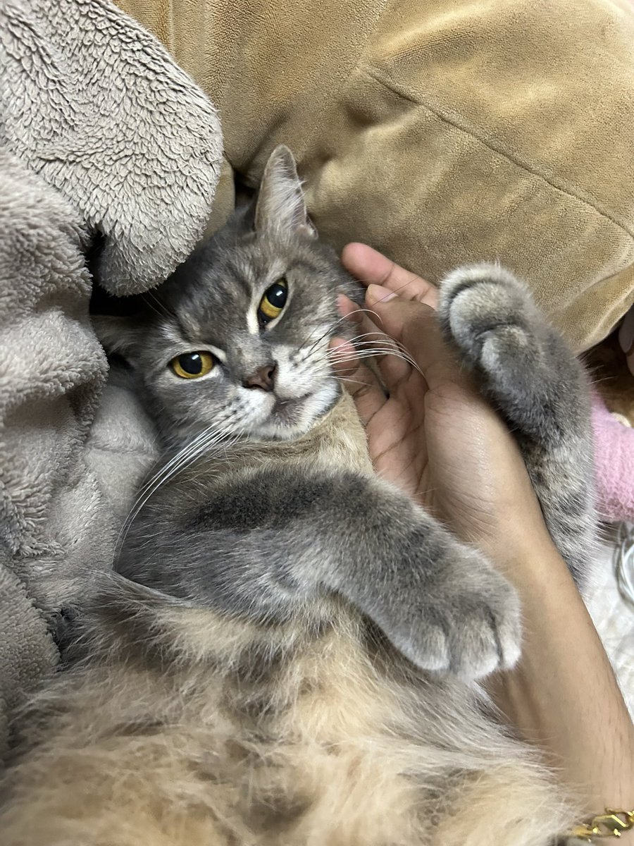 bapaksemut's tweet photo. ⚠️ my cat has been missing for 8 hours now. a neighbour told us she was taken in a big cage together with 3 other house cats. if anyone around Kampung Melayu, Ayer Itam, Penang  Island saw anything or has any information, please please contact me. i just want her home safely. https://t.co/s9EZD8wS9G