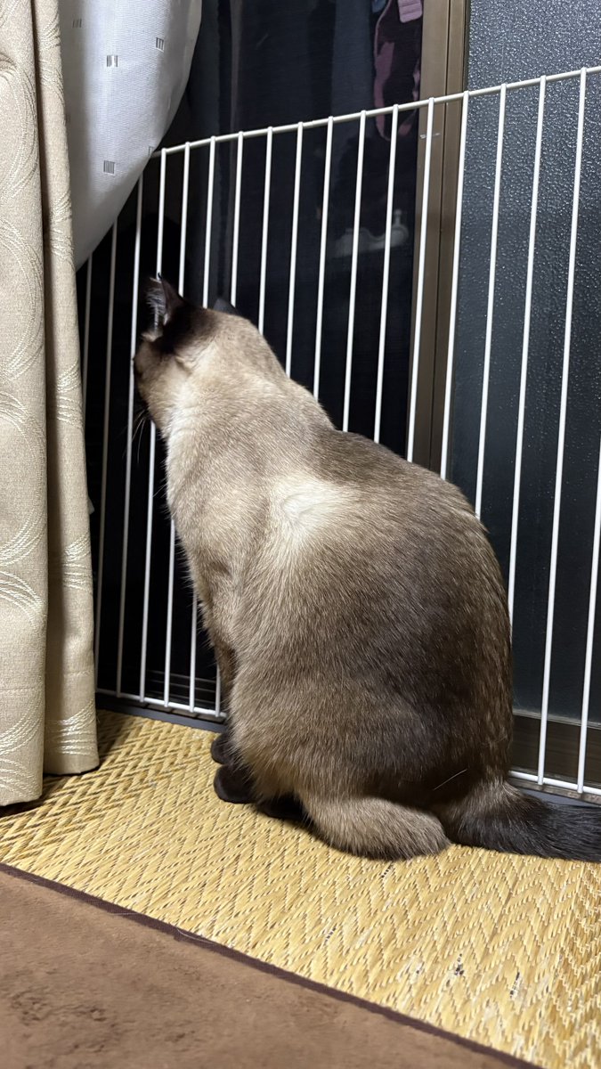 ラクーンドッグ tweet media