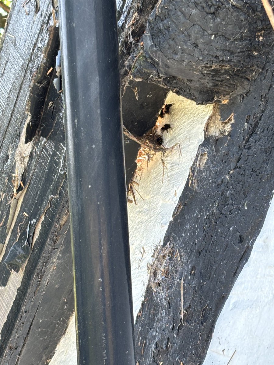 masterthatcher2's tweet photo. A few issues on day one of this job.Some stinging ‘creatures’. A 20’ gap to bridge with additional scaffolding. The flimsy roofs can’t be taken away.We will have to screw some battens into the old rafters so we have something to fix the thatch to-&amp; the roof will need new gutters. https://t.co/tnHKGD0uPp