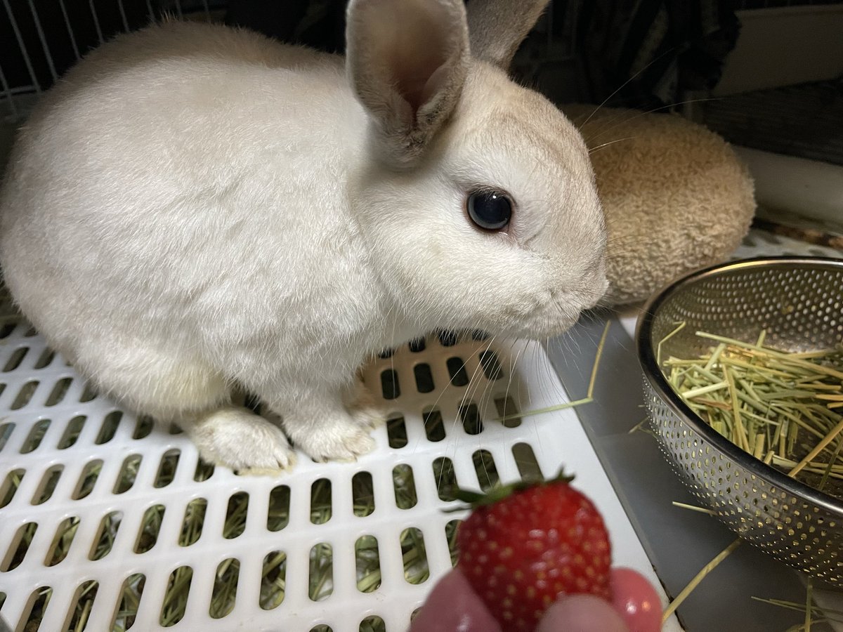 いちごどーぞ🍓 そろそろいちごシーズン終わりだね