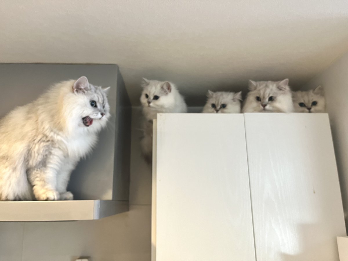 チンチラ帝国🐱カレンダー発売中 tweet media
