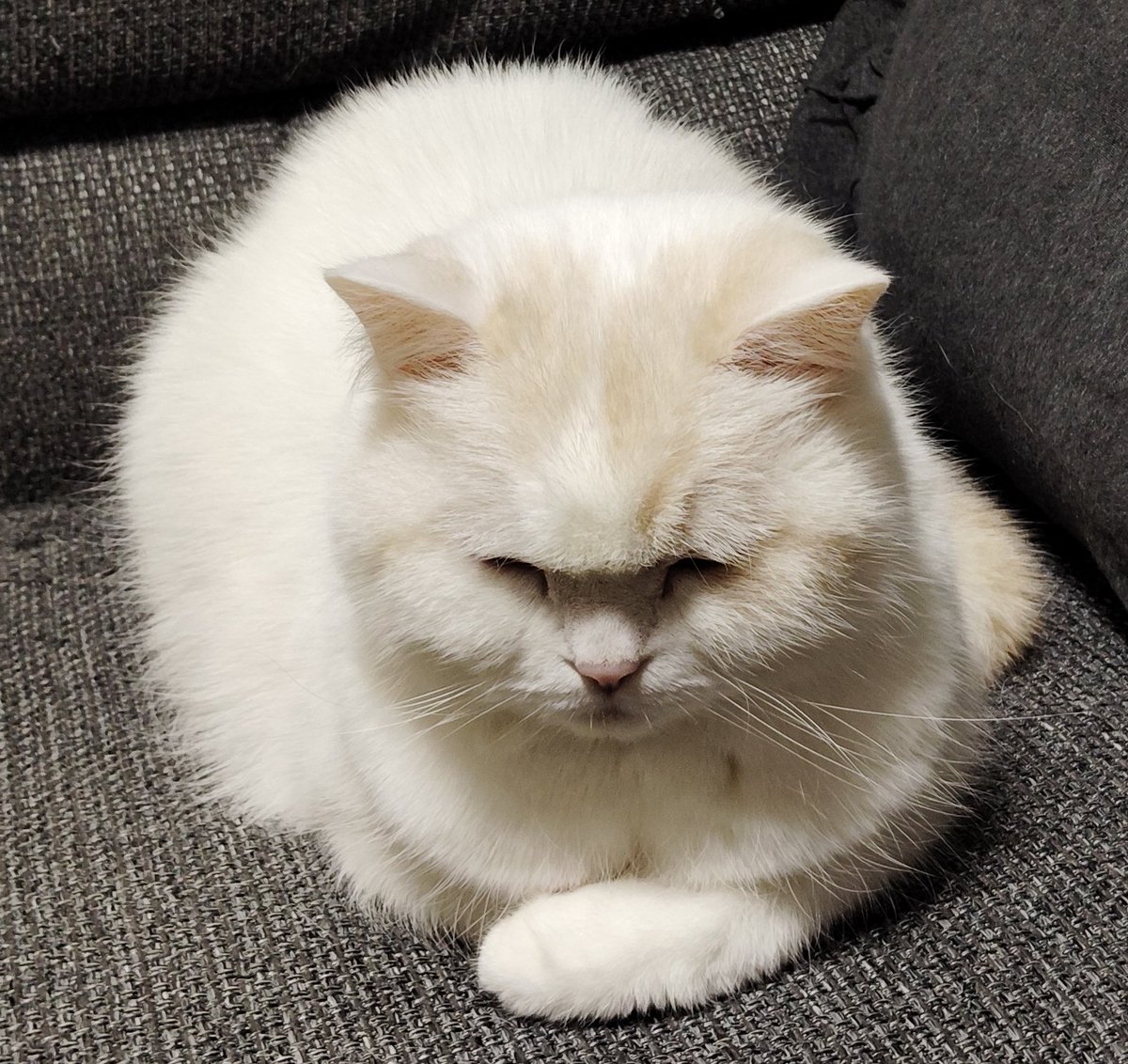 福ちゃん tweet media