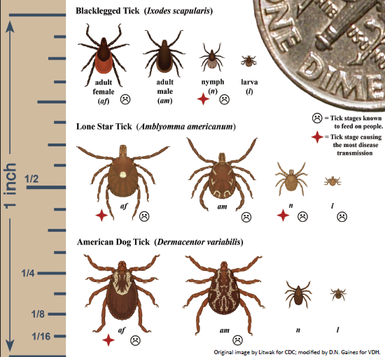 fairfaxcounty's tweet photo. Ways to Prevent Tick Bites

1. Know where to find ticks. 
2. Use permethrin on clothing &amp; gear.
3. Check your body for ticks after being outdoors.
3. Shower within two hours of coming indoors.

https://t.co/V7PZIsCc1Z https://t.co/f4kJG7CogZ