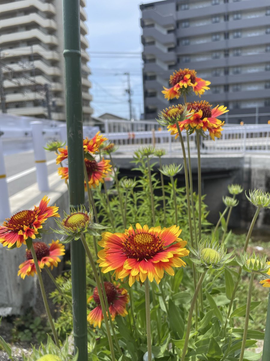 tomiminto's tweet photo. 左目の
#白内障手術
から1週間が過ぎて🗓️

中学2年で眼鏡作ってから〇〇年振りの裸眼生活✨
朝目覚めた瞬間に天井が見えてお風呂の時の、眼鏡曇ってよく見えません現象、からも解放された！(見え過ぎてビビる😱場面もありつつ笑)
この歳になってこんな日が来るなんて…

神様ありがとう☦️

#花写真 https://t.co/oDq6YfNJYN
