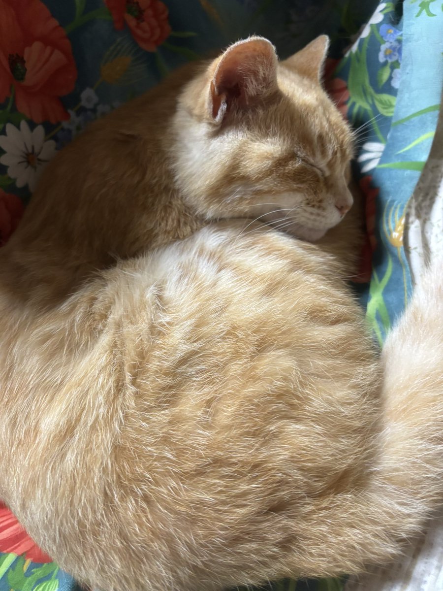 EverydayKarry's tweet photo. ねこもいっしょ https://t.co/1dvthZi5Hm
