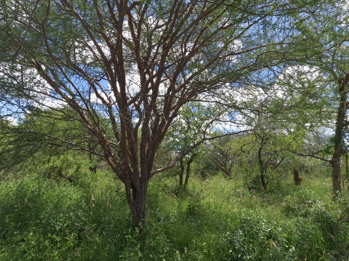 Photos for Trees Kenya🌳 tweet media