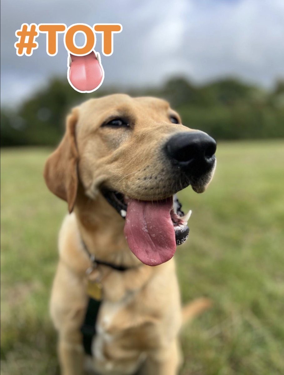 SoliGuideDog's tweet photo. #tongueouttuesday @guidedogs UK
Free run time 

Have a passion for getting outdoors and also a dog lover?  Becoming a volunteer dog exerciser would enable you to enjoy both,  whilst also supporting someone with sight loss.

https://t.co/hoBfZKmIGm https://t.co/e861zkikey