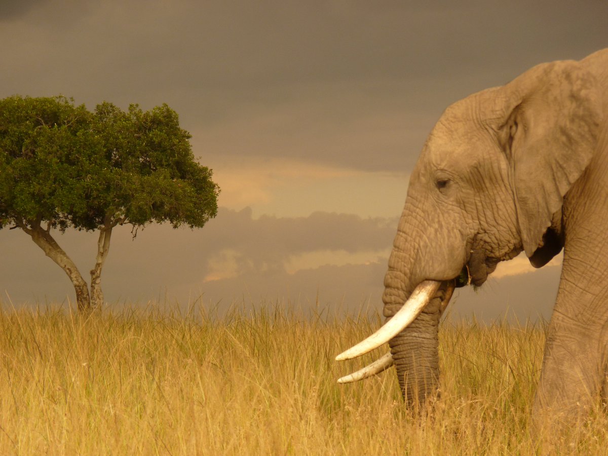 Photos for Trees Kenya🌳 tweet media