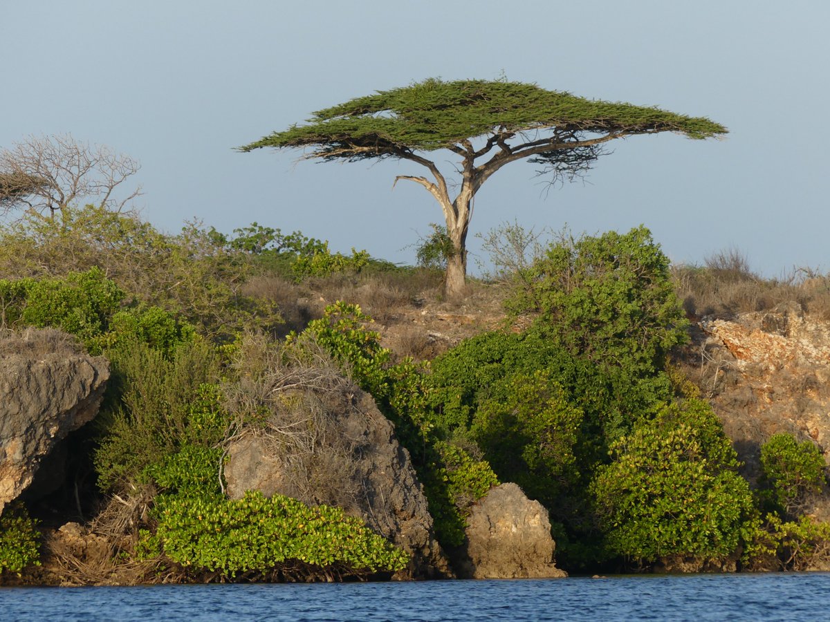 Photos for Trees Kenya🌳 tweet media