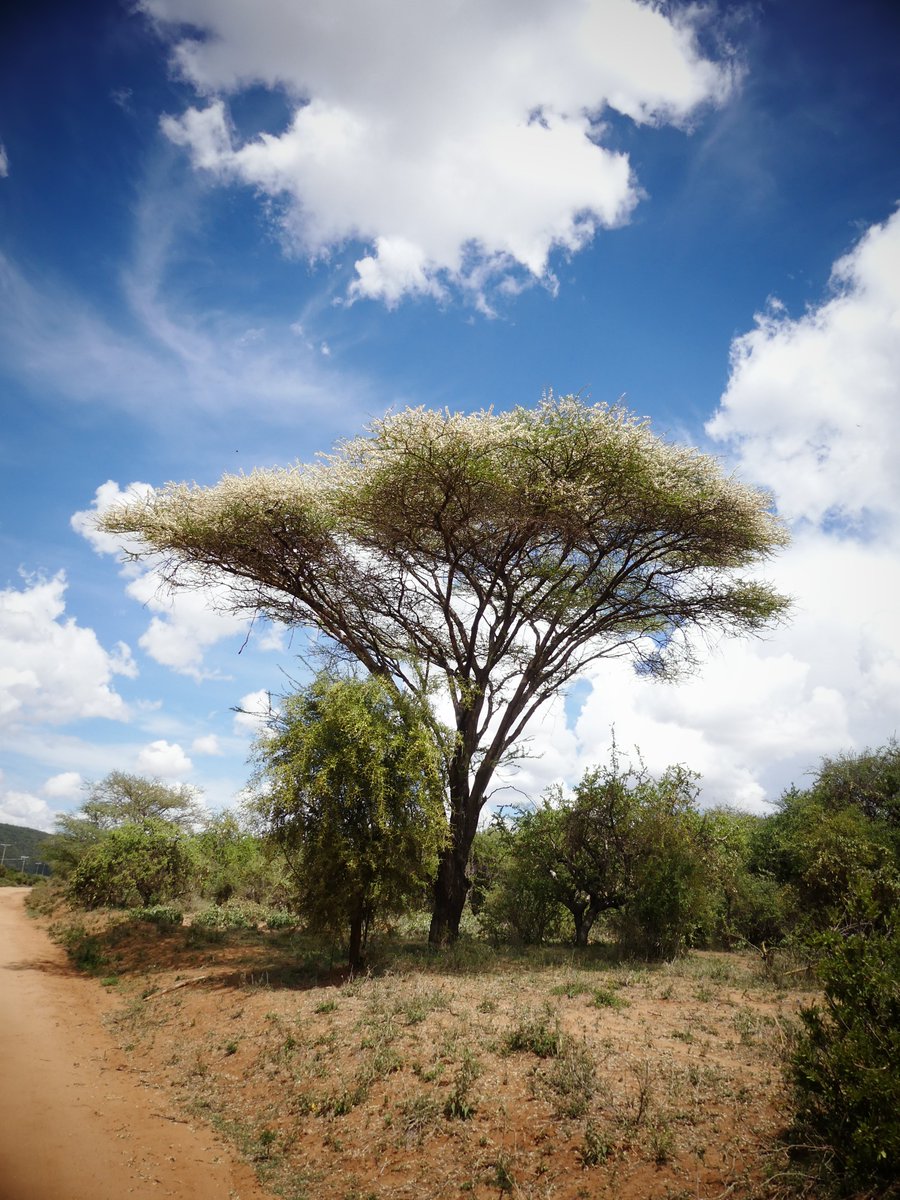 Photos for Trees Kenya🌳 tweet media