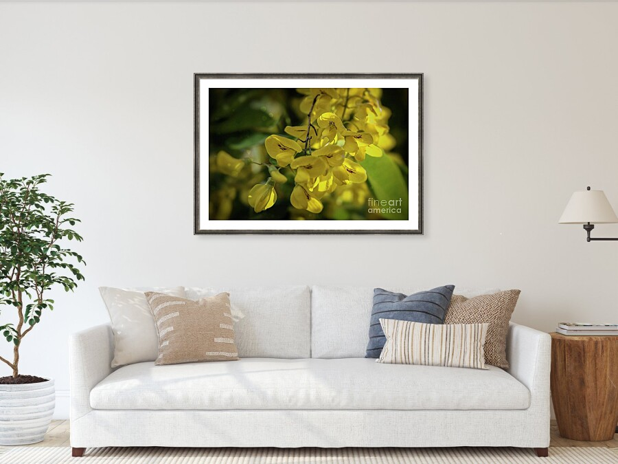 Ros_A_Turner's tweet photo. Botanical photography of a golden chain (Laburnum) flower cluster.
#FineArtPhotography #BuyIntoArt #CreativeHomeStyling #BotanicalArt #InteriorDesignInspiration #NaturePhotography #YellowAesthetic #WallArt #JapandiStyle #FineArtPrint https://t.co/nALFRxGP9B