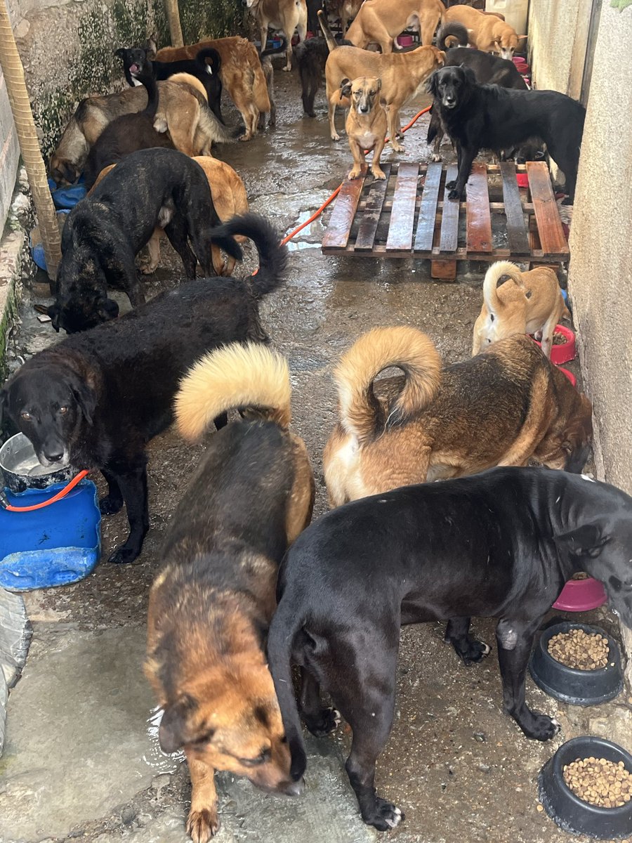 🏠Lar Dos Au-Au🐾🐶90 Cãezinhos tweet media