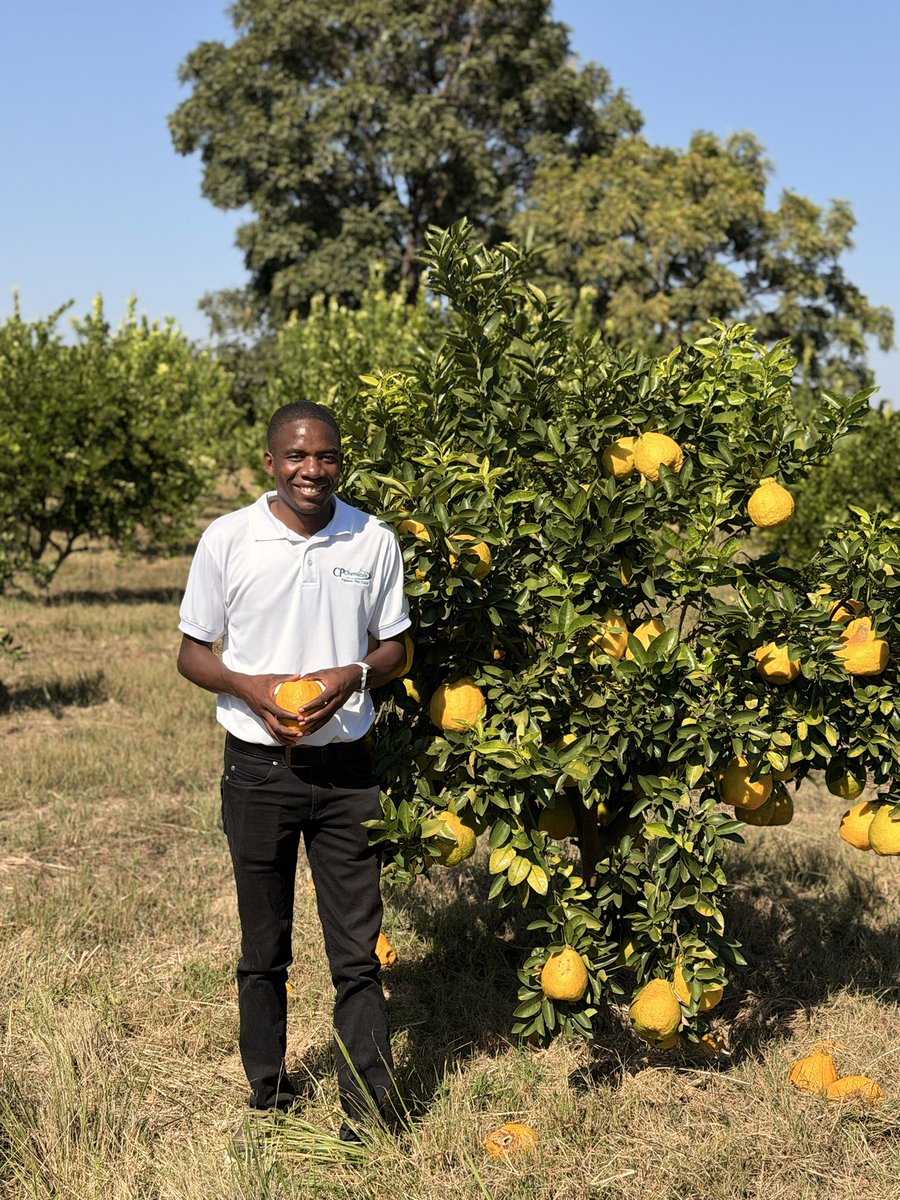 Forward Makasi-Snr. Agronomist🇿🇼 tweet media