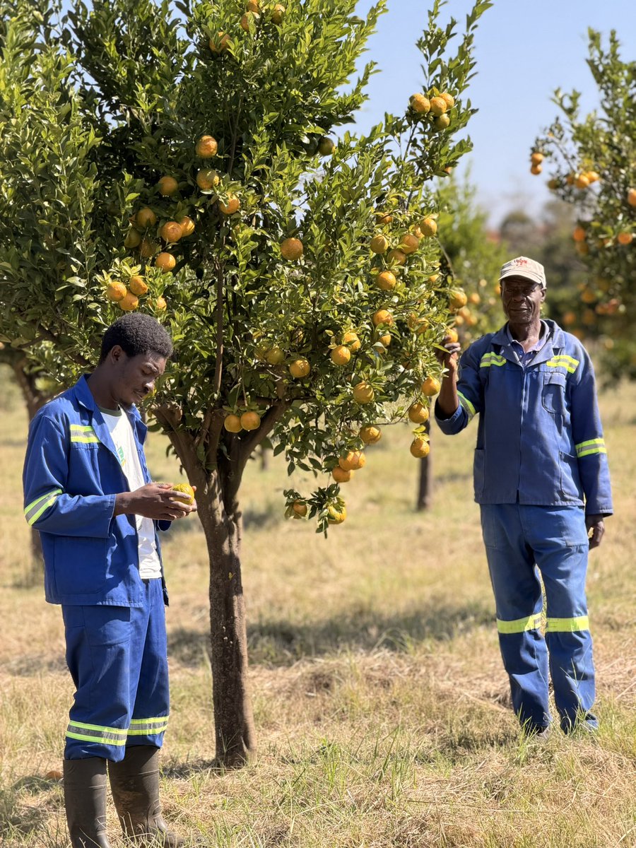 Forward Makasi-Snr. Agronomist🇿🇼 tweet media