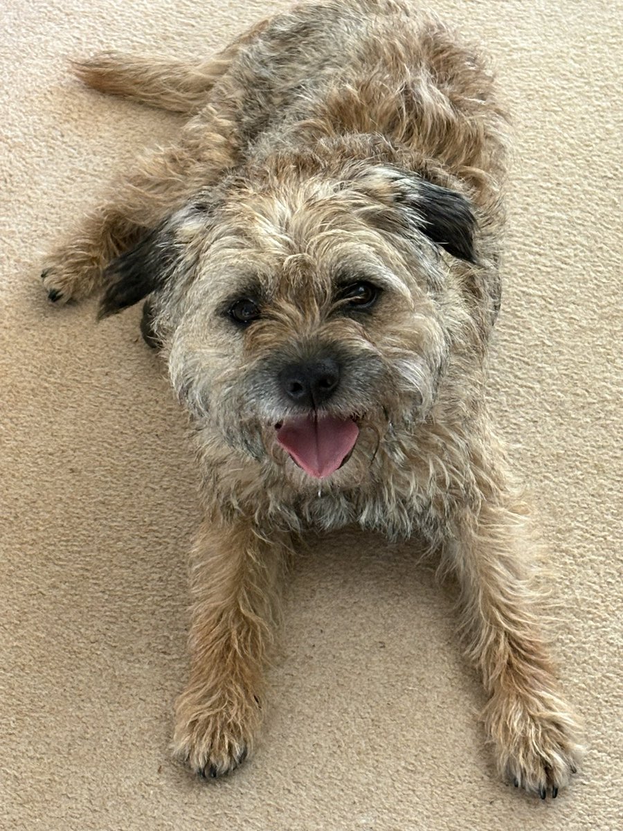 Sir Wilbur (CBE) 😊🐶 tweet media