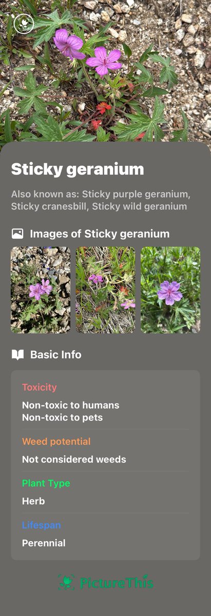 Dave661976's tweet photo. Just got this Sticky geranium identified by PictureThis. Check it out. https://t.co/VLX66RqsKg https://t.co/T9JfZtdLHR