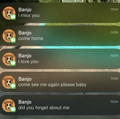 BARQ! tweet media