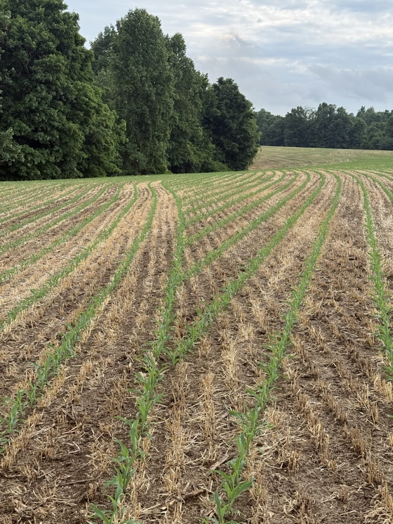 AgLeaderTech's tweet photo. As crops start to emerge this time of year, it becomes clear whether your planter is truly delivering. Check out this picture-perfect stand from a customer. They’re running SureSpeed® and SureForce® on an 8-row Harvest International planter, and the results speak for themselves. https://t.co/zHFC52GNMU