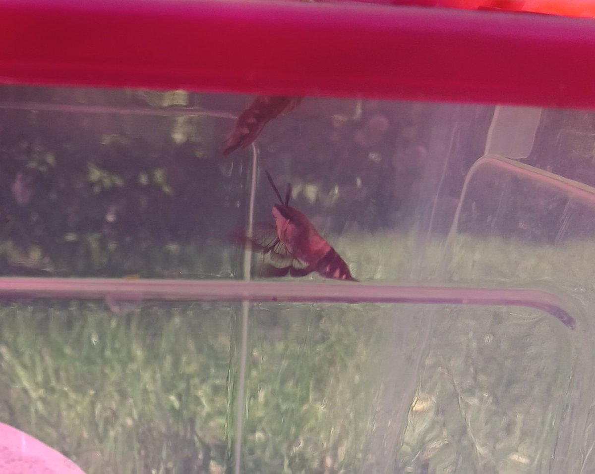 AngroroSenpai's tweet photo. We're at over 20 releases in a week's span. Also look at this eager guy https://t.co/FVIjW4lZXL
