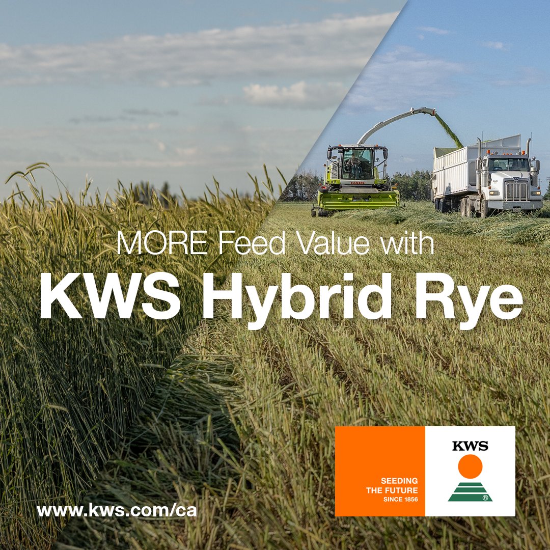 farmmarketercom's tweet photo. A big thank you to this week’s show sponsor…

KWS Seeds Canada

At KWS Seeds Canada, we’re committed to helping farmers thrive through high-yield seeds and expert knowledge. For generations, KWS has been a trusted partner in the agricultural community, contributing to solutions for feeding a growing world population.

🌱 What sets KWS apart:
• Cutting-edge research and breeding programs to enhance genetic potential
• High-performance seeds across a wide range of crops including corn, sugar beet, cereals, vegetables, oilseed rape, sunflowers, and more
• Tailored solutions for diverse climates and balanced crop rotation
• A strong commitment to quality, partnering with farmers throughout the entire value chain

Together, we’re sowing the future of agriculture and building a sustainable tomorrow.

Learn more: https://t.co/Z5SPMX9GAQ
@kwscanada

━━━━━━━━━━━━━━━━━━
🎙 Interested in show sponsorship or being a guest on The Impact Farming Show?
To learn more about show sponsorship or guest opportunities, please visit us online:
https://t.co/wuKazOYZlB
━━━━━━━━━━━━━━━━━━

@TracyMBrunet
#KWSSeedsCanada #SowingTheFuture #AgricultureInnovation #FarmersFirst #SustainableFarming #Agriculture #AgIndustry #Farmers #AgInnovation #FarmBusiness