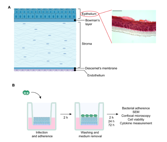 ASMicrobiology's tweet photo. N. gonorrhoeae can infect intact corneal epithelium and cause blindness. Using a corneal epithelium tissue model, scientists show that bacterial adherence depends on the functional type IV pilus in the early stages of infection. #IAIJournal https://t.co/XR1gfmp9ui https://t.co/e3HcU9RSyo